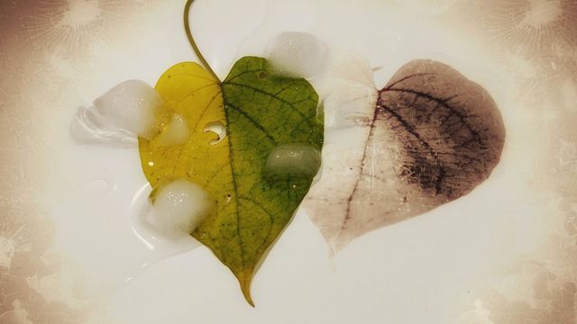 Green heart melting ice cubes