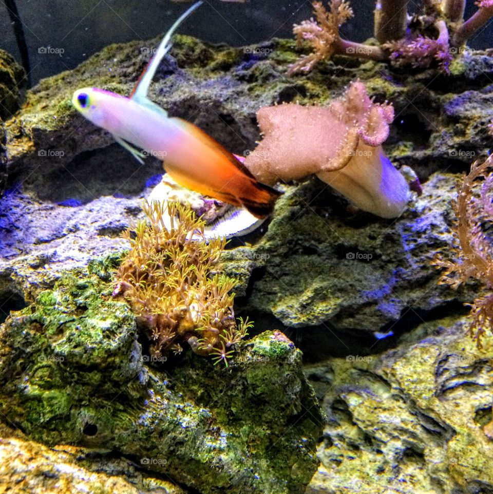 Fire fish goby 