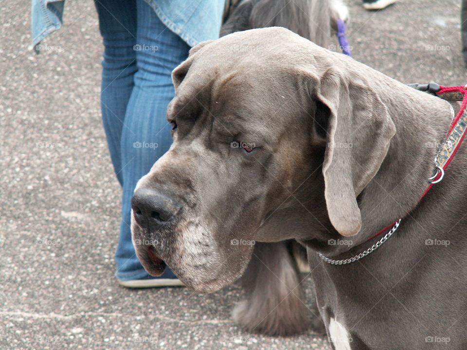 big dog. Labrador.