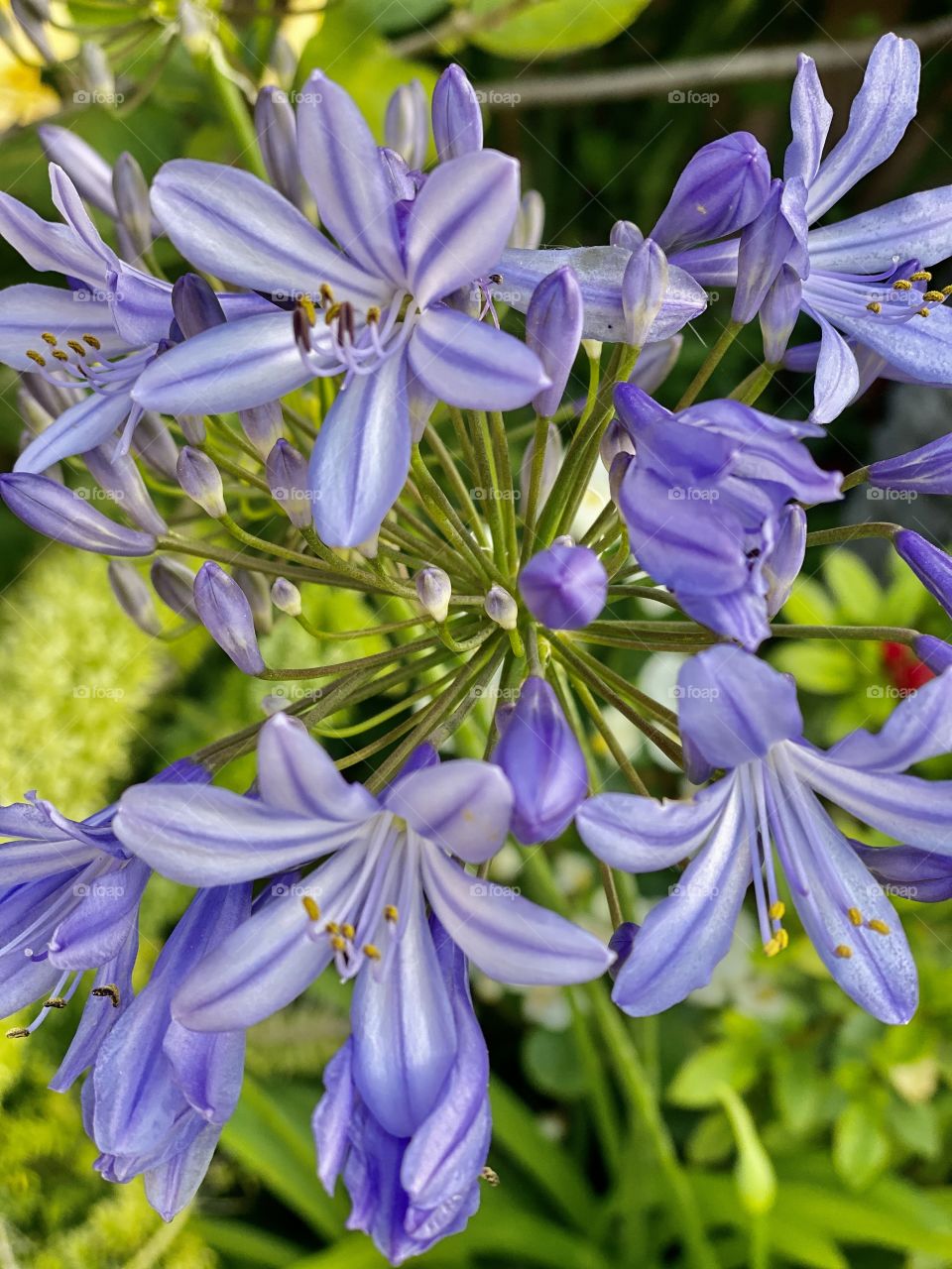 Plants All Around Us Mission! Macro Shot Beautiful Purple Flowering In A Natural Garden!