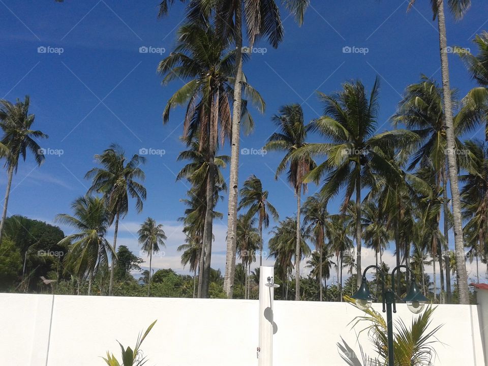 a native  coconut trees