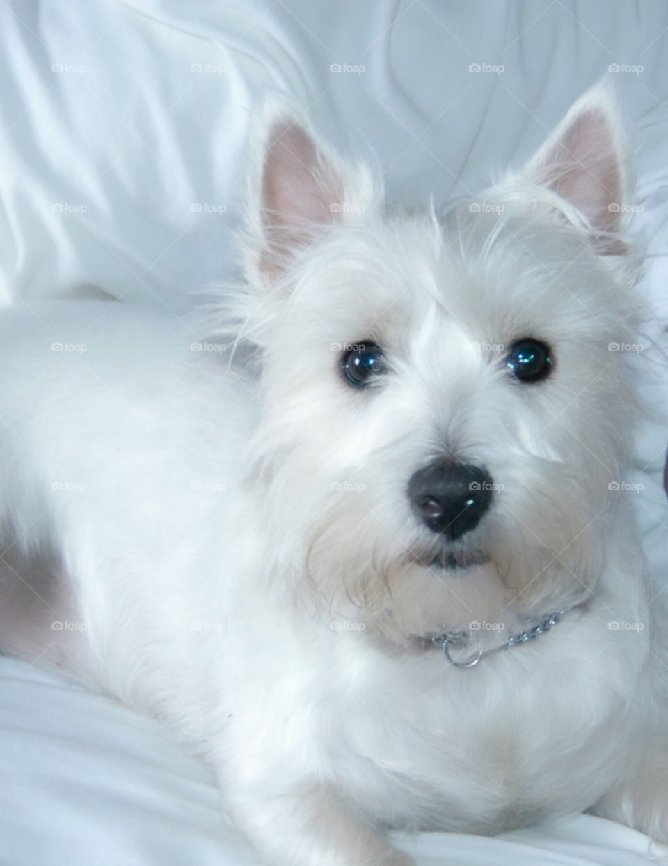 West Highland White Terrier 