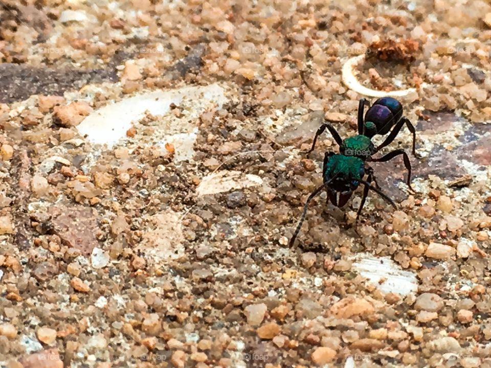 Busy worker ant closeup iridescent colours
