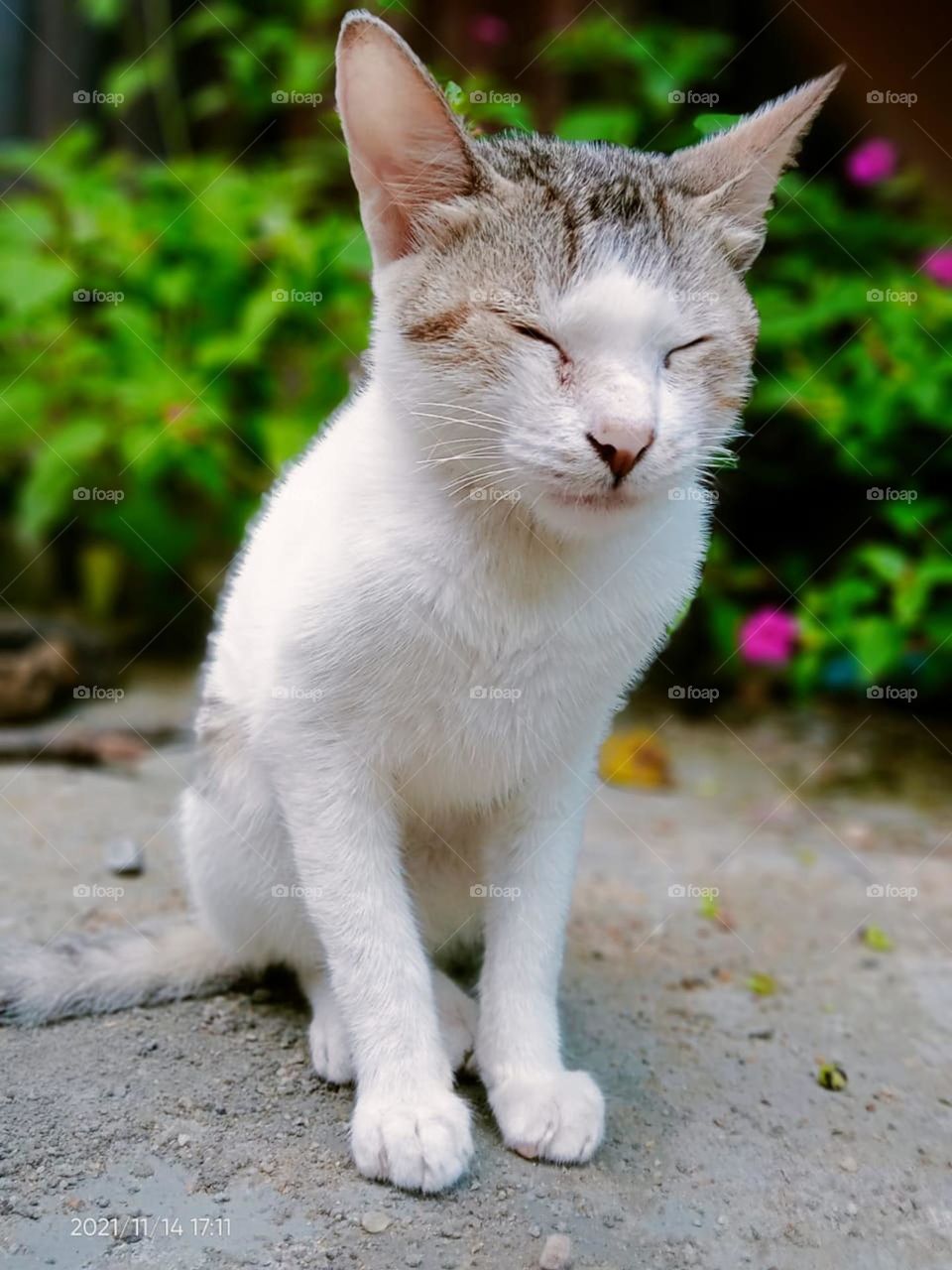 cat white cat  beautiful  sleep sitdown cat one cat