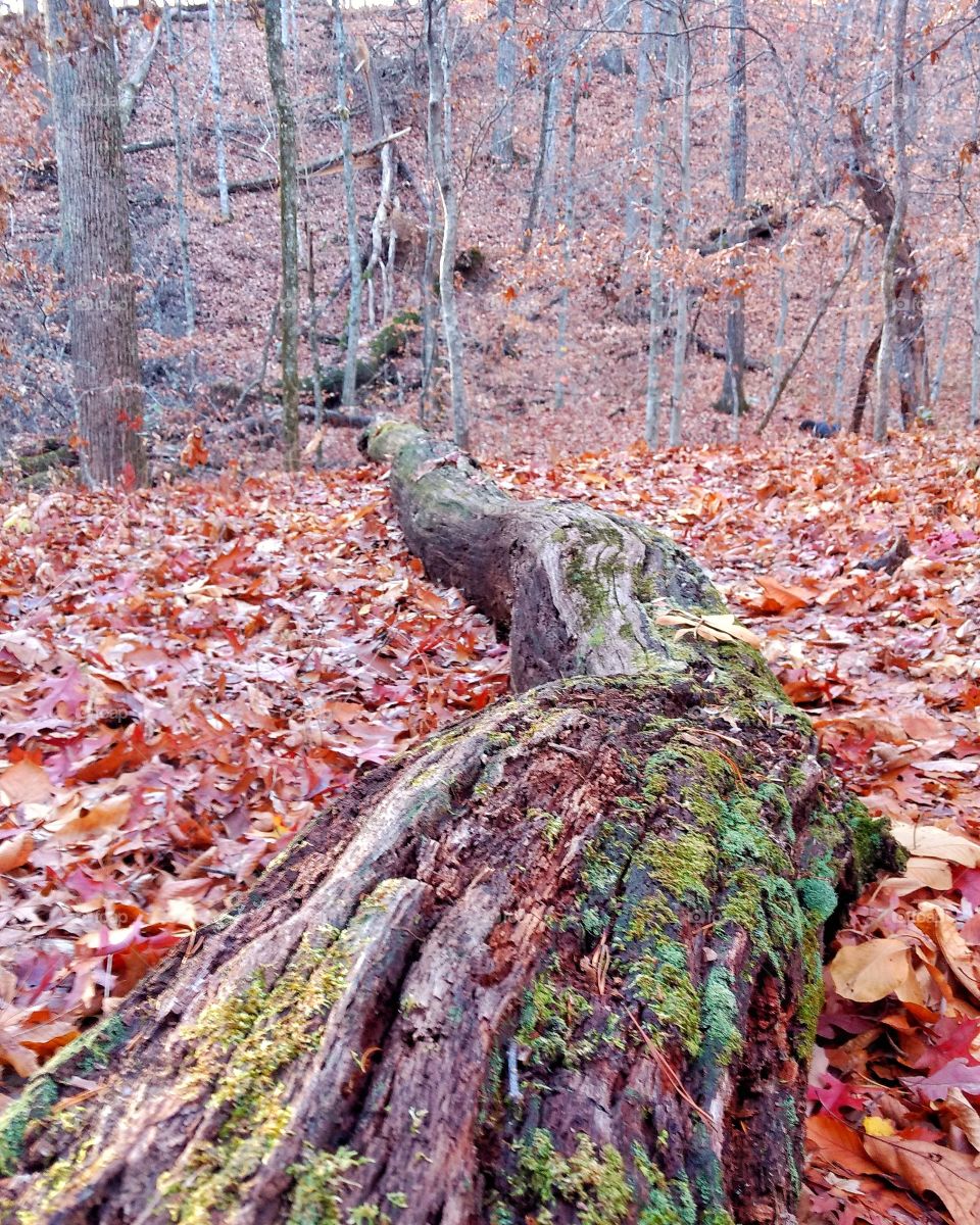 A fallen log in autumn