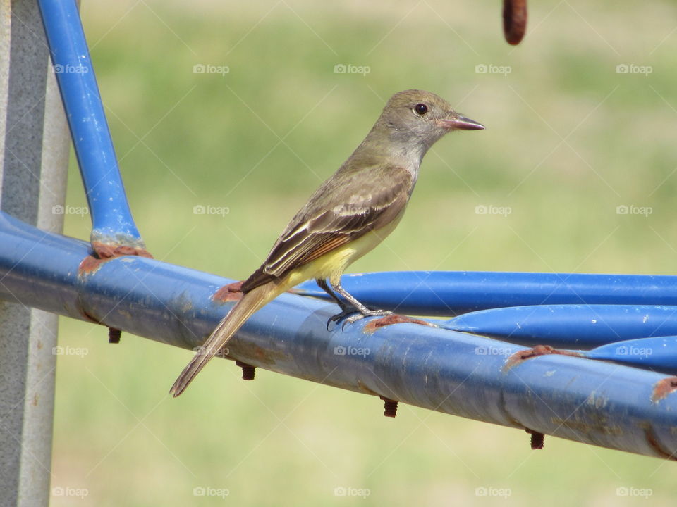 Great crested flycatcher