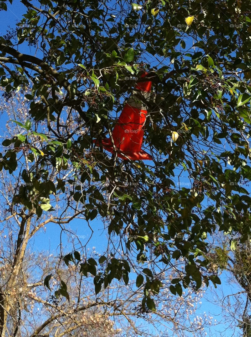 Traffic cone stuck in a tree