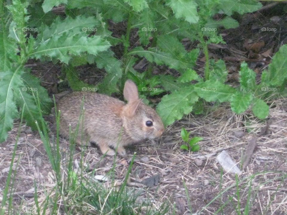 Baby bunny