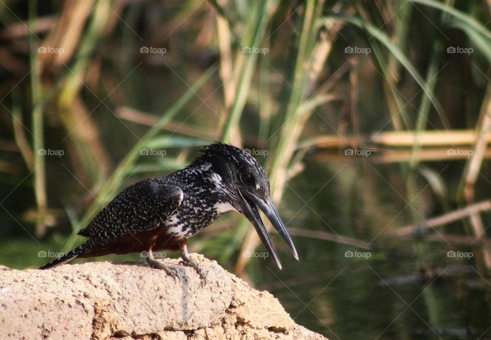 Giant kingfisher