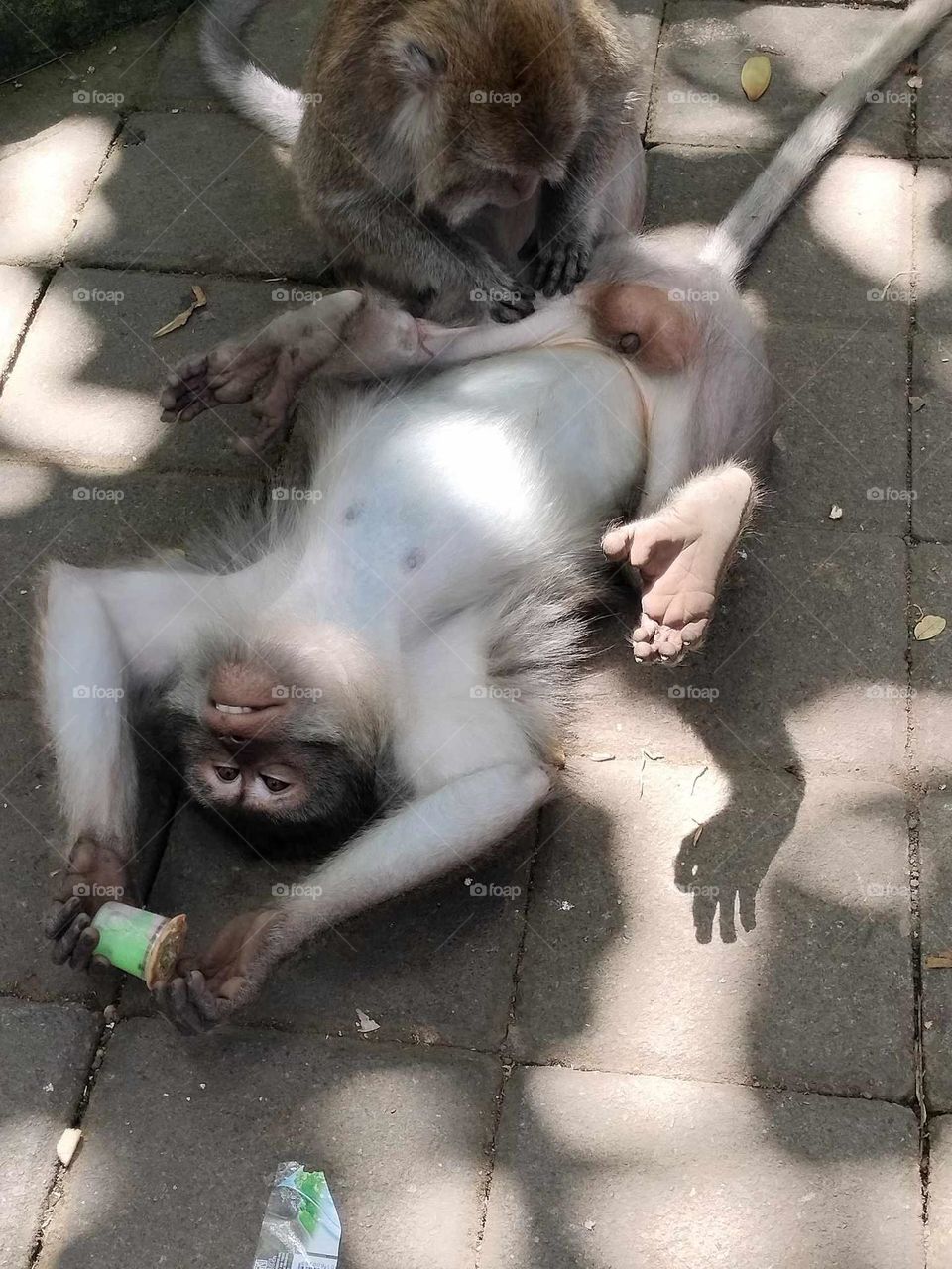 Monkey gatting cleaned