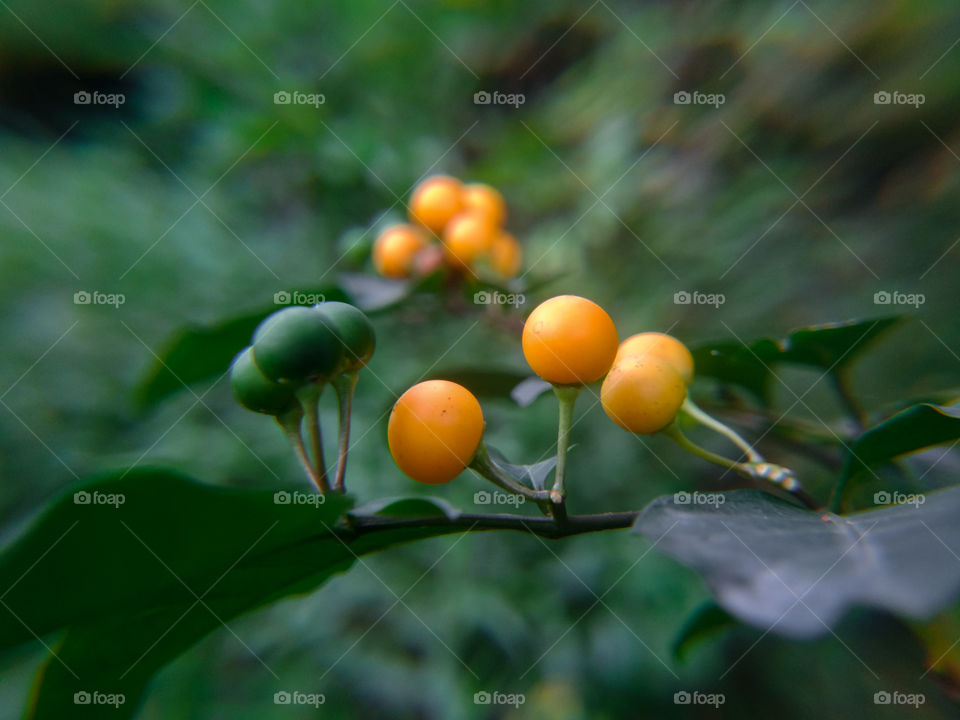 tanaman yang buahnya mirip jeruk