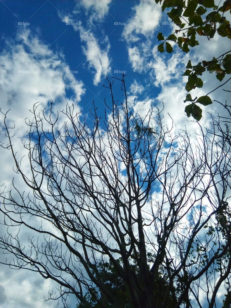 tree,sky