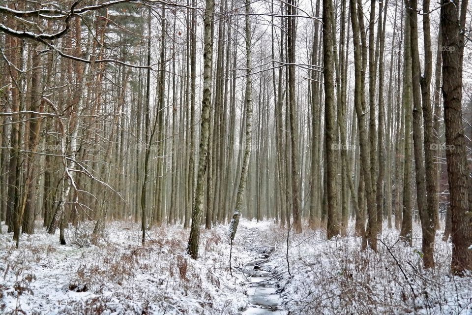 Snowy morning 