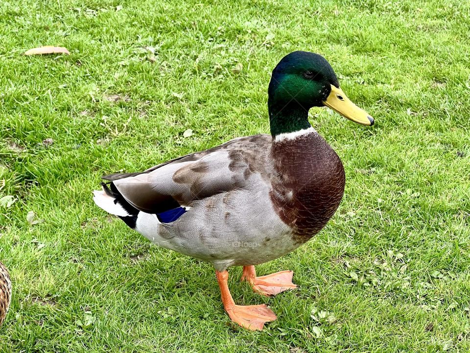 Duck