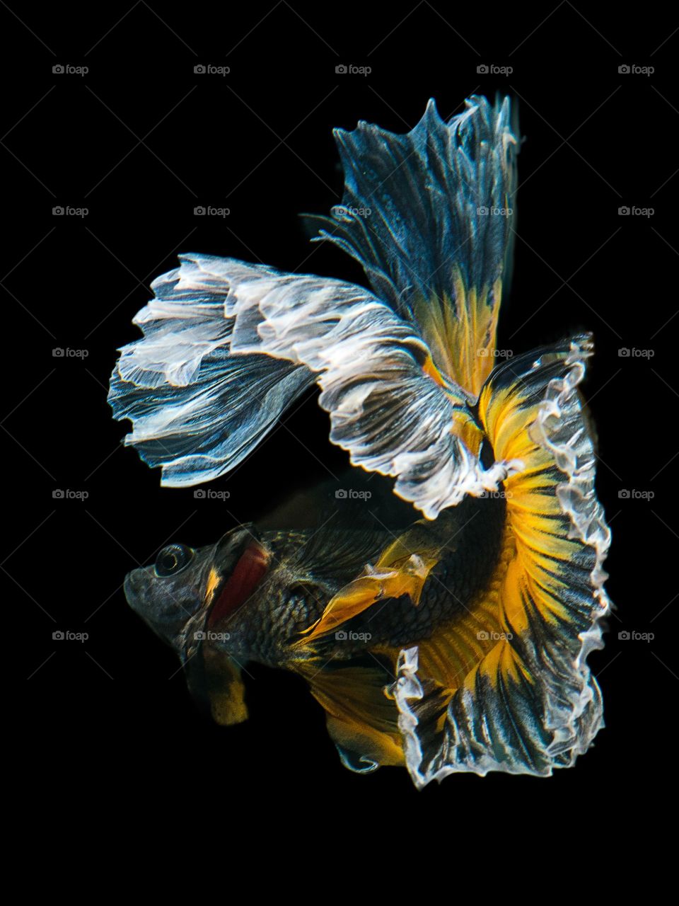 Elegant yellow fish on black background