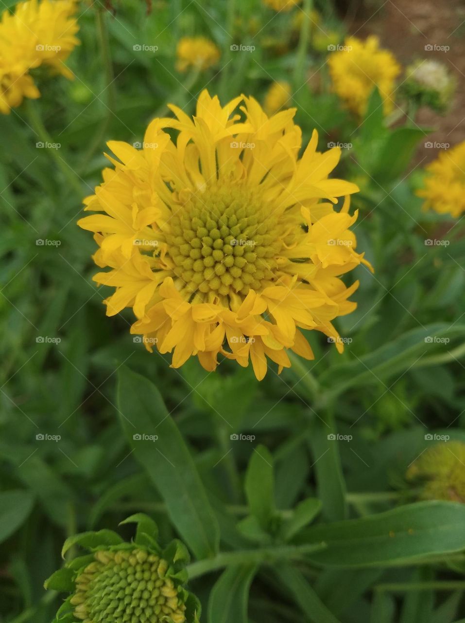 sunflower yellow seasonal fresh shurb small size looks very beautiful generally found everywhere seasonal