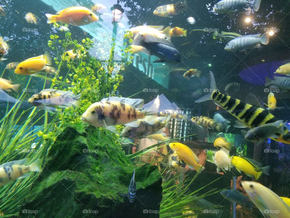 Underwater, Fish, Aquarium, Goldfish, Tropical
