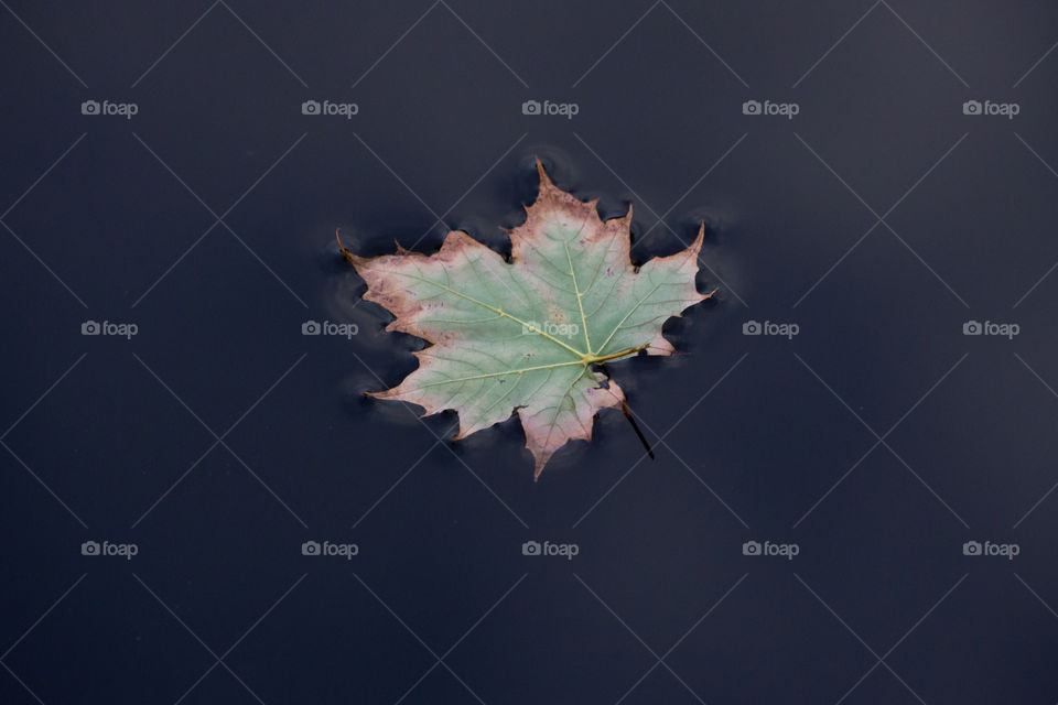 Autumn, Maple leaf floating on dark water surface - lönnlöv flyter på mörk vattenyta , höst