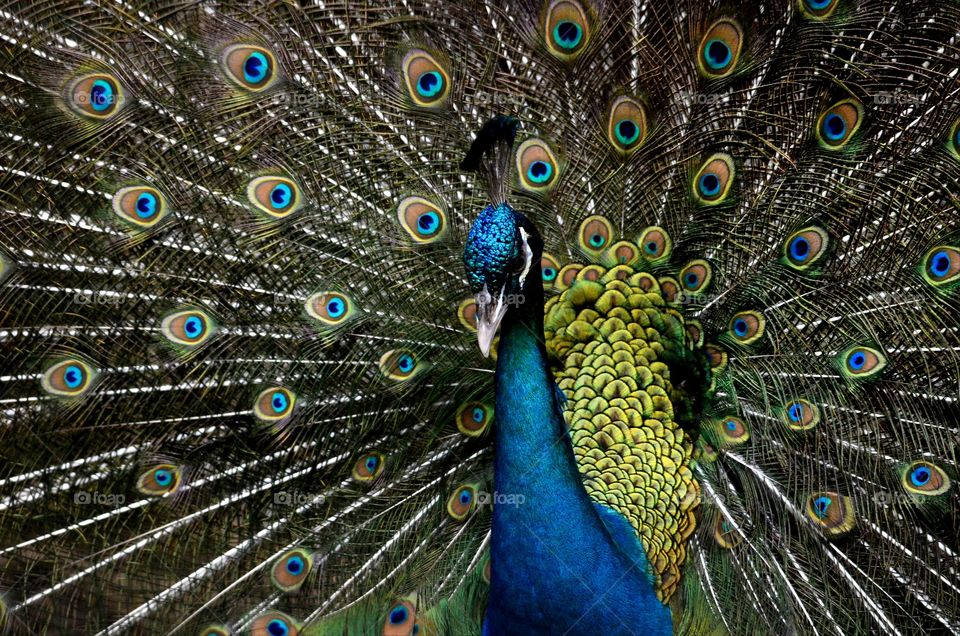 Dancing  peacock