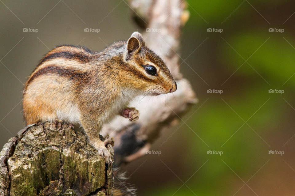 little cute chipmunk on wood branch