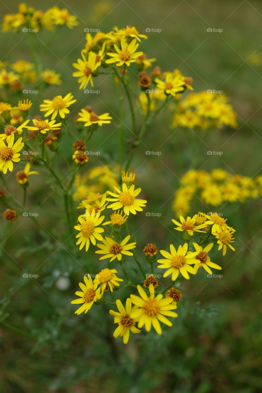 Flowers in a field in Antwerp