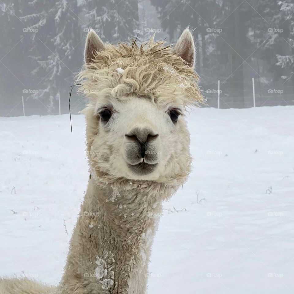 Smile please..Need to take one photo 