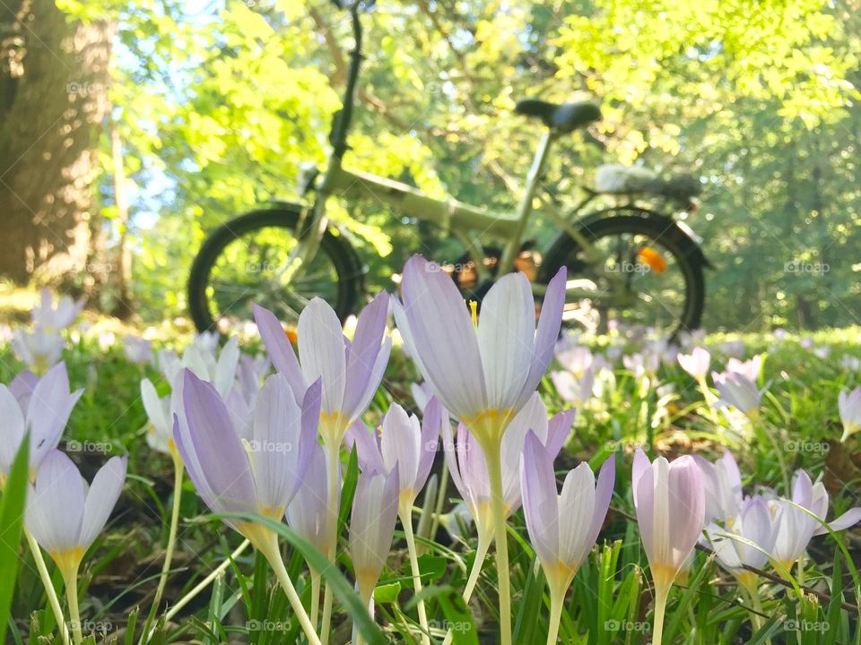 Crocuses 