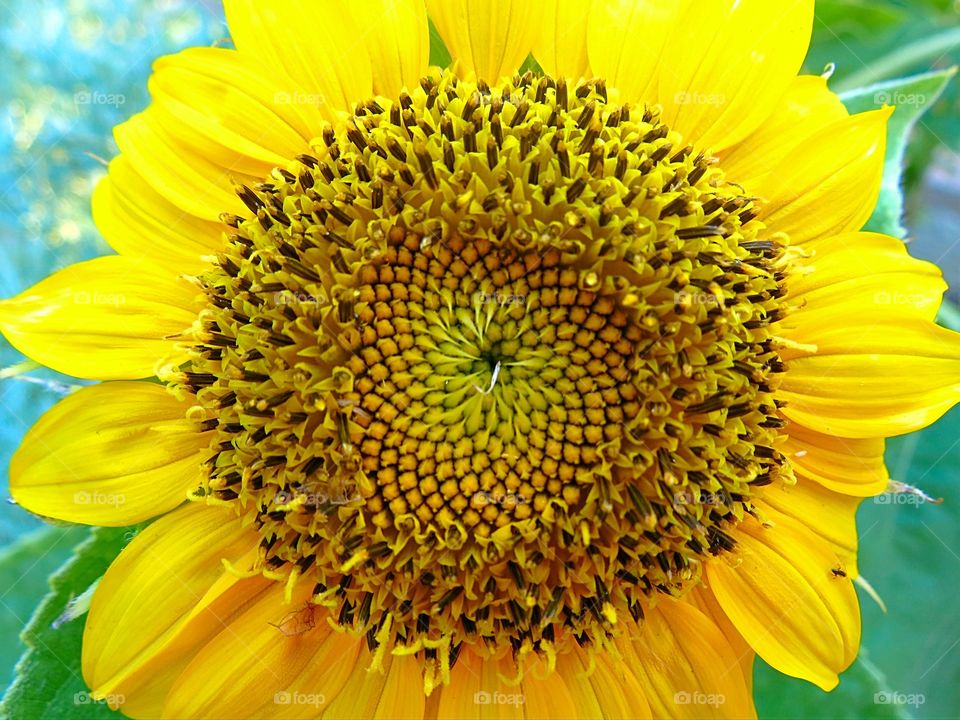 Yellow Sunflower.