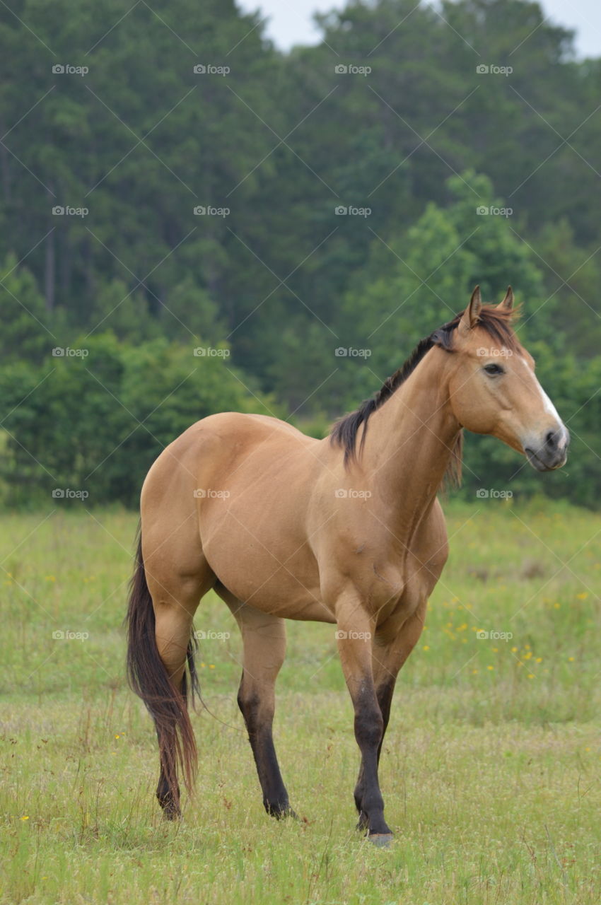 horse