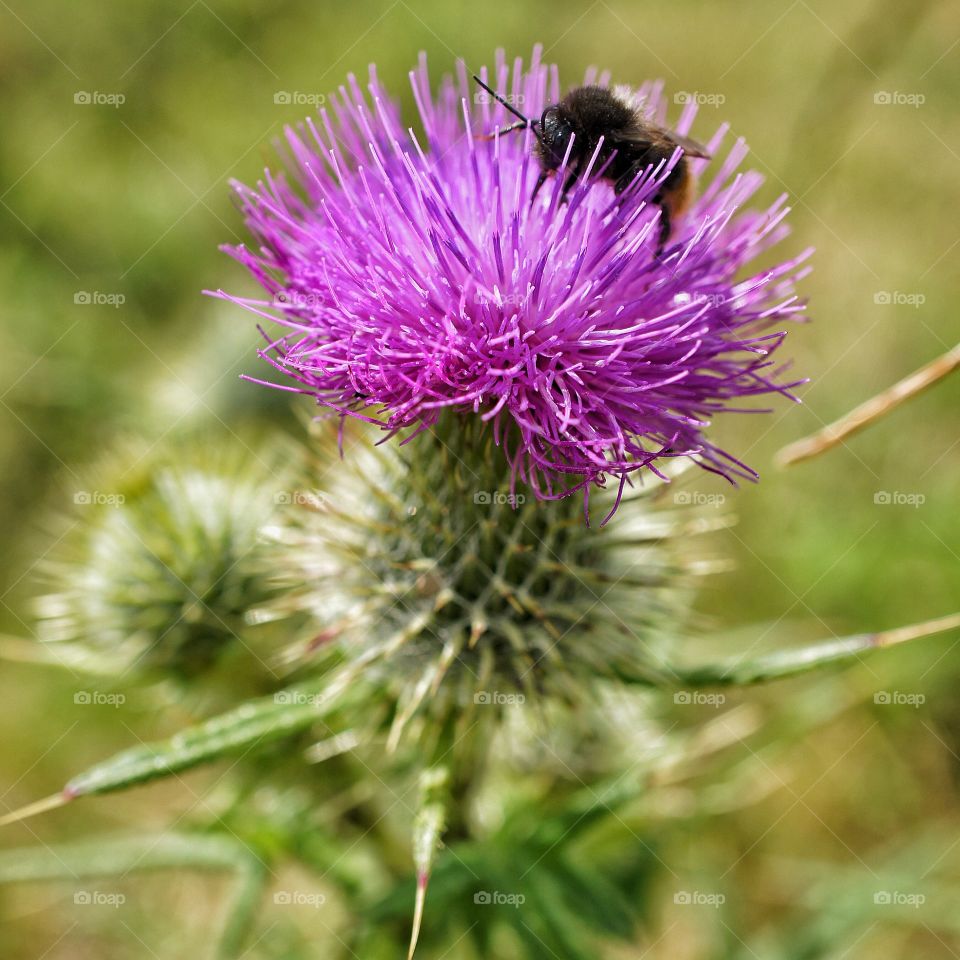 Bumblebee on thistle