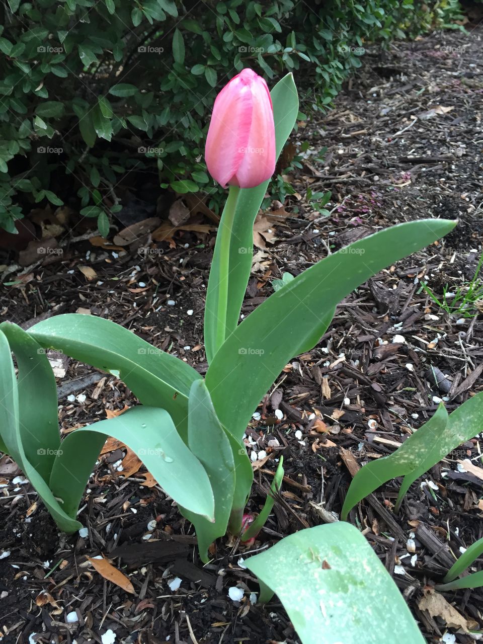 Tulip