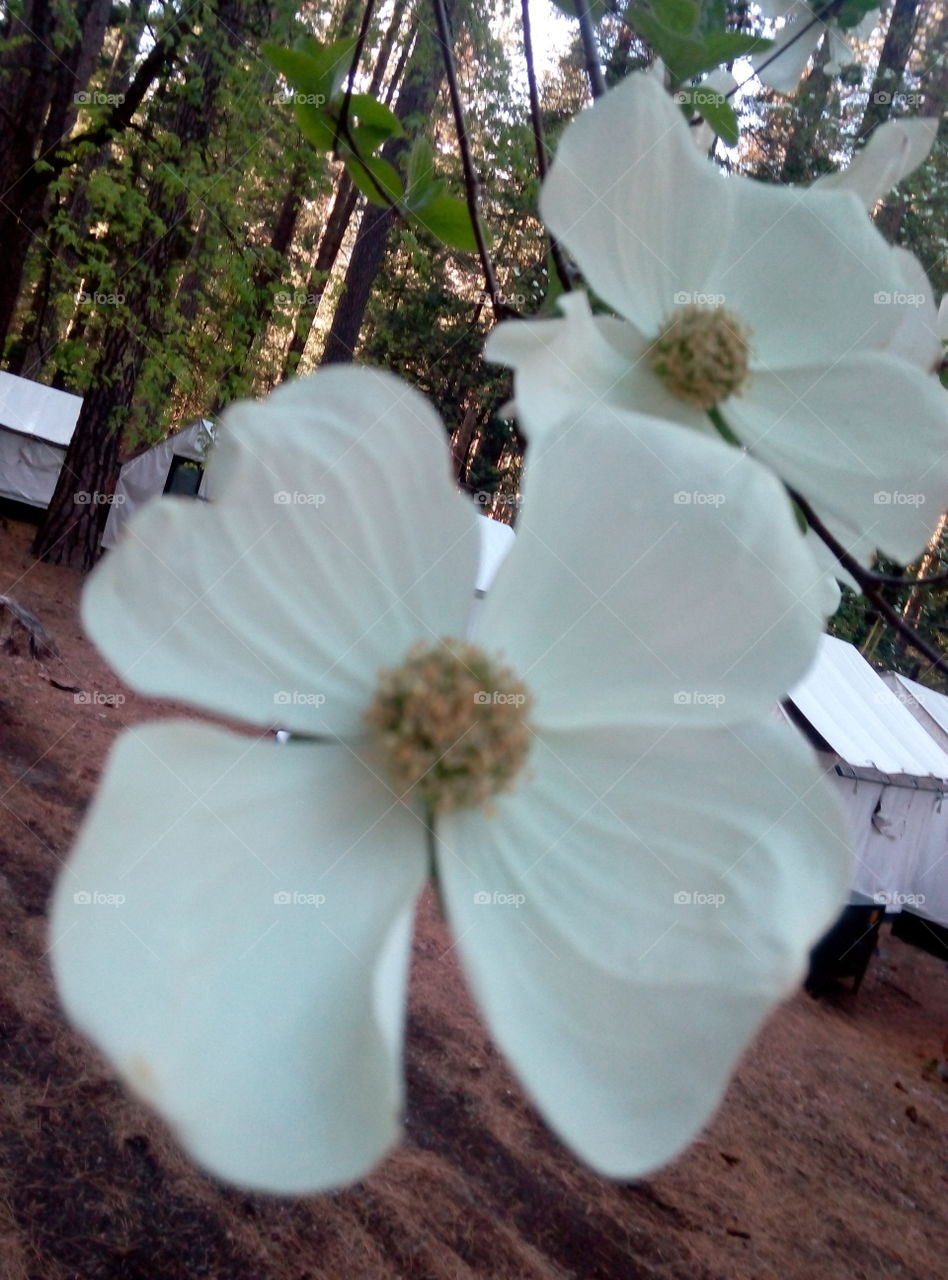 Giant Dogwood Tree in the Forest