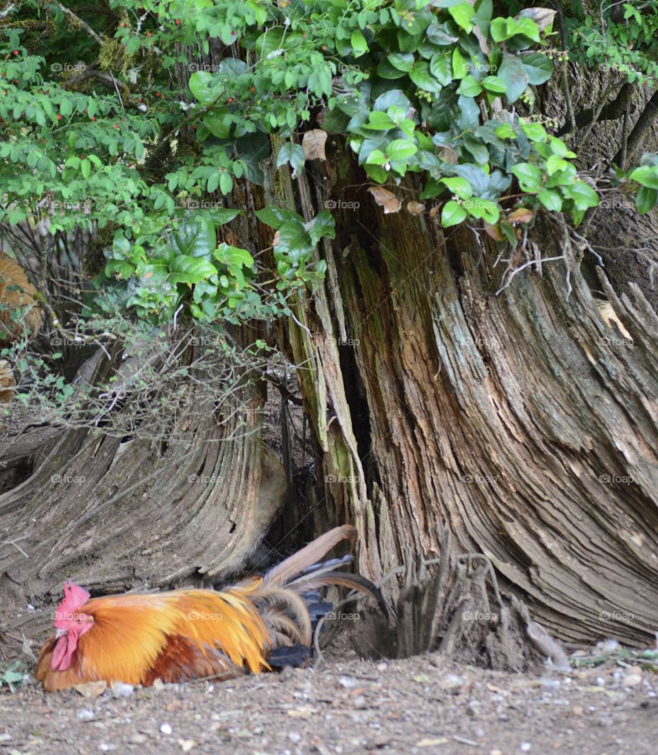 Rooster relaxing by a tree.  Bright colors.  Green leaves