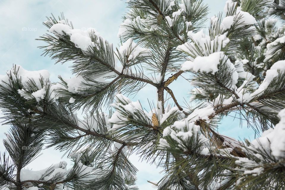 fir green branch in winter park covered with snow. New Year holiday atmosphere, spirit.