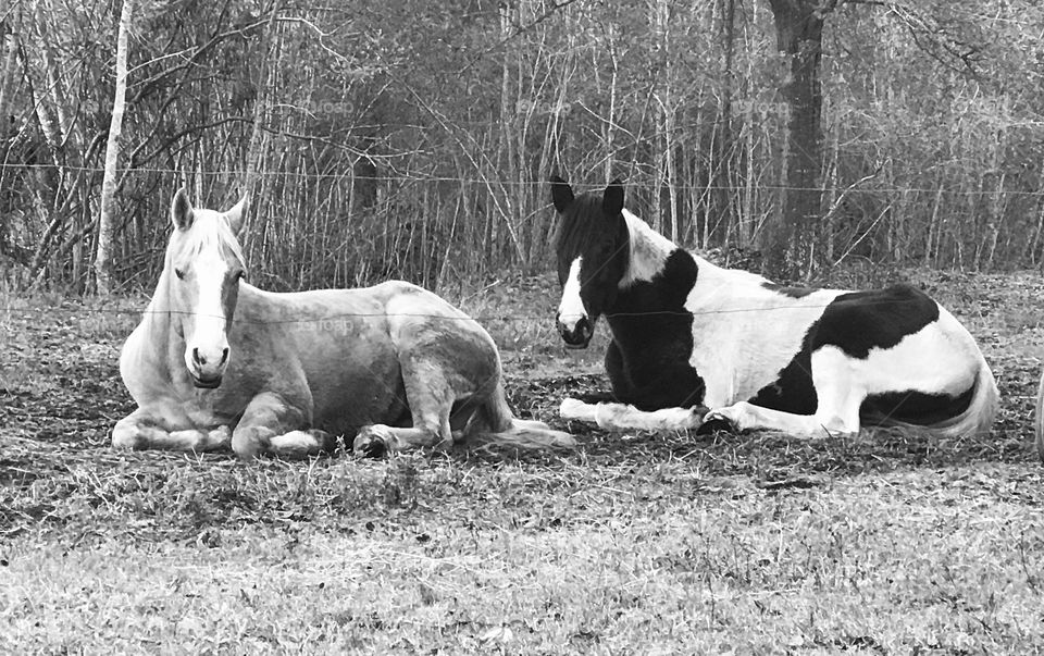 Wrangler the palomino gelding and Bella the paint mare relaxing on a muddy ground in the woods of South Georgia.
