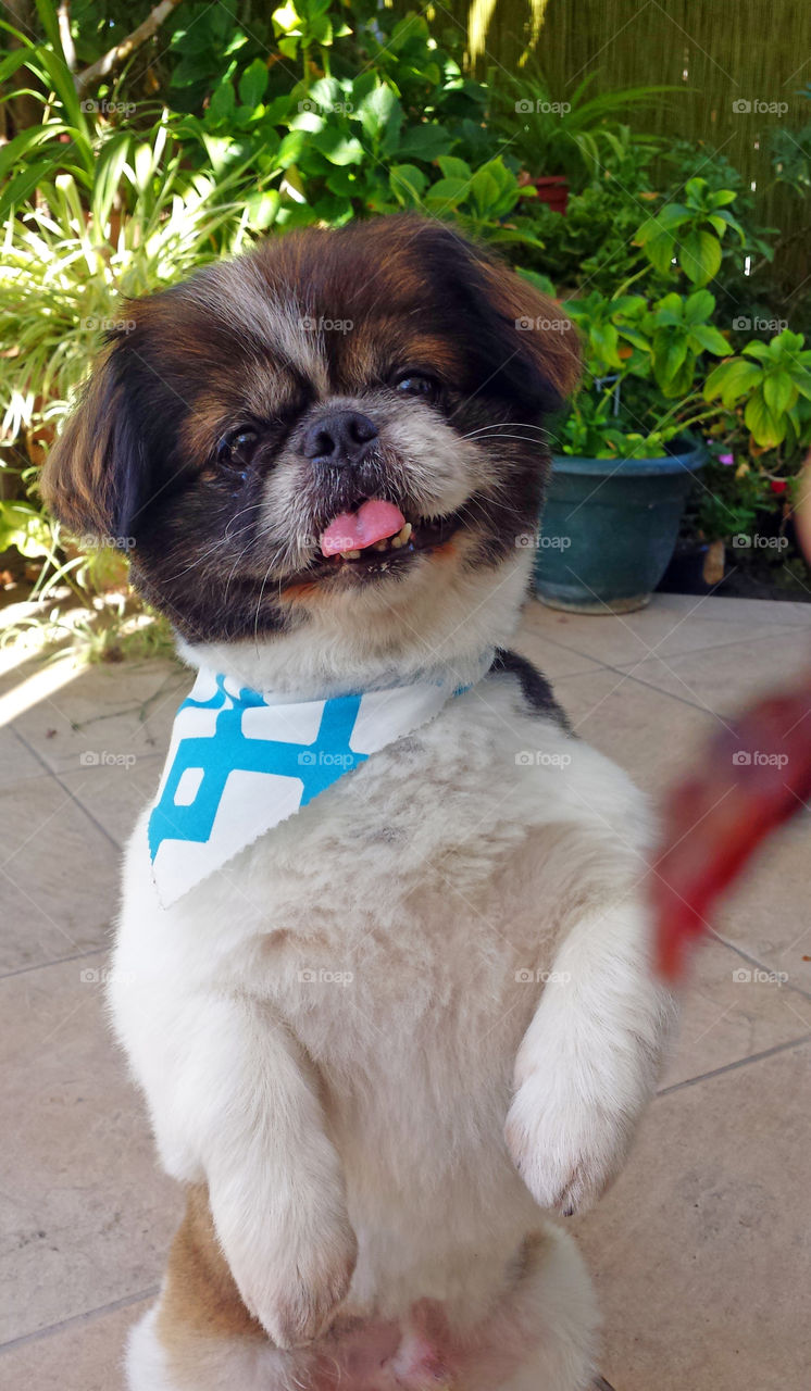 Pekingese dog smiling waiting for treat