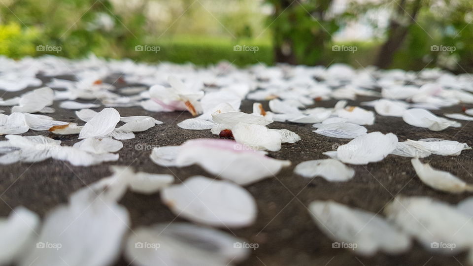 white apple tree flowers fell off
