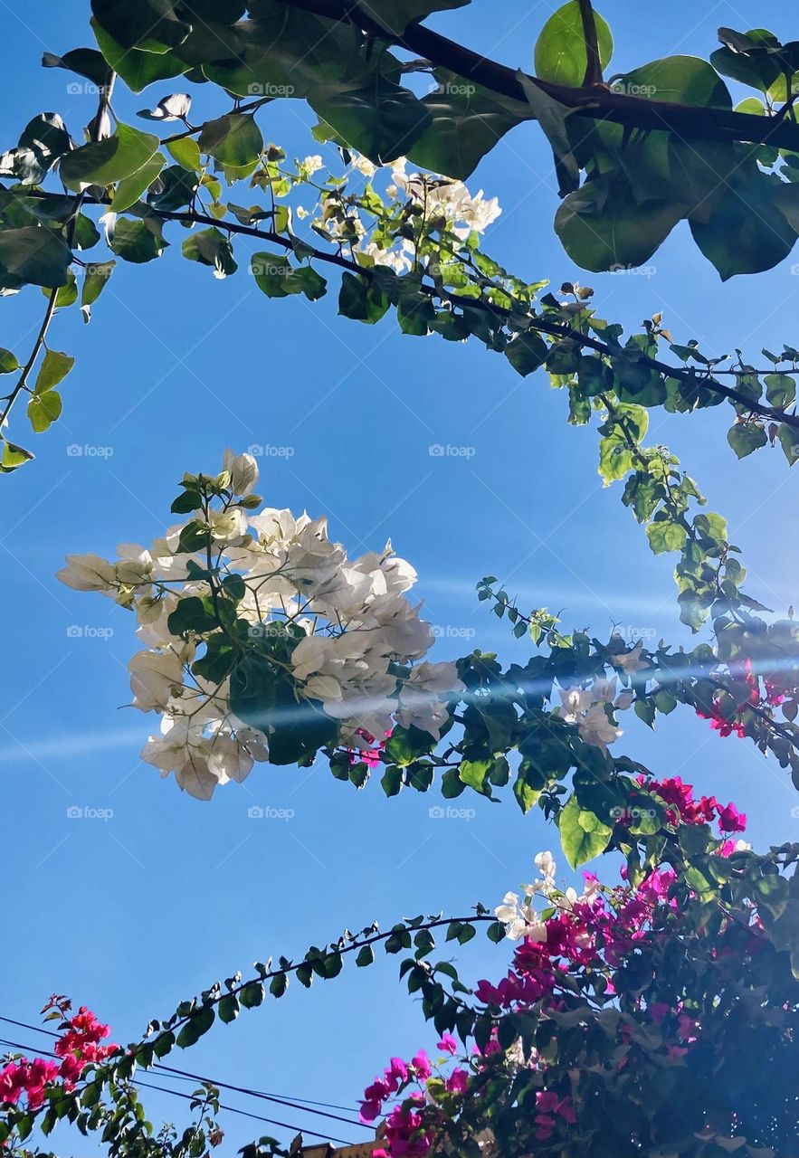 Beautiful flowers 💐