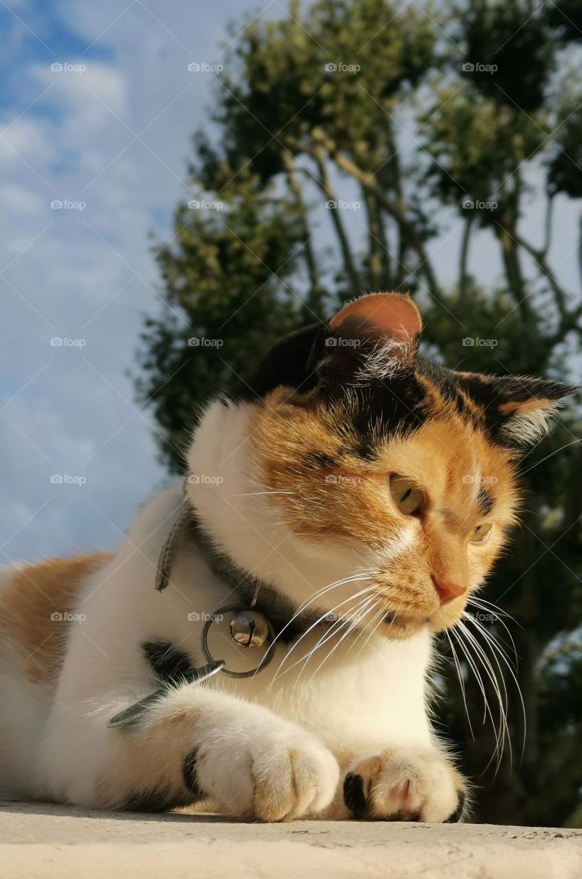 Cute cat. Beautiful eyes. Home pet on the street. Nature. Cat portrait. 
Shooting from below. Unusual shooting angle. Down up. From the ground up.