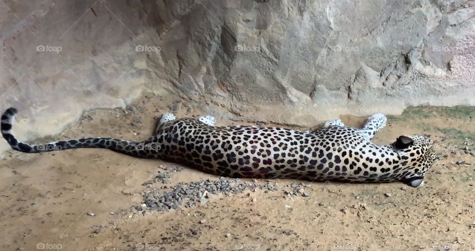 Sleeping leopard at the zoo