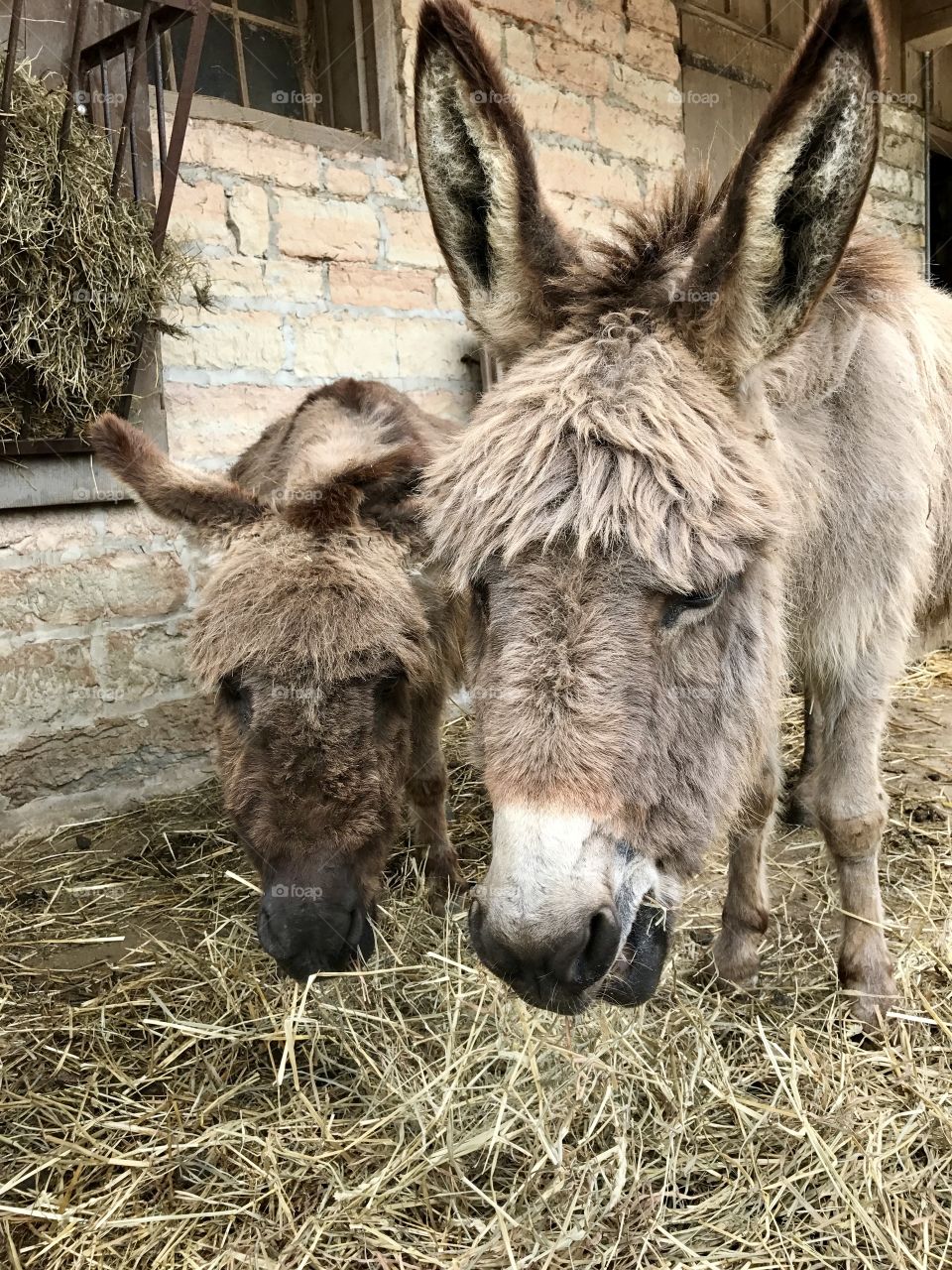Miniature donkeys 