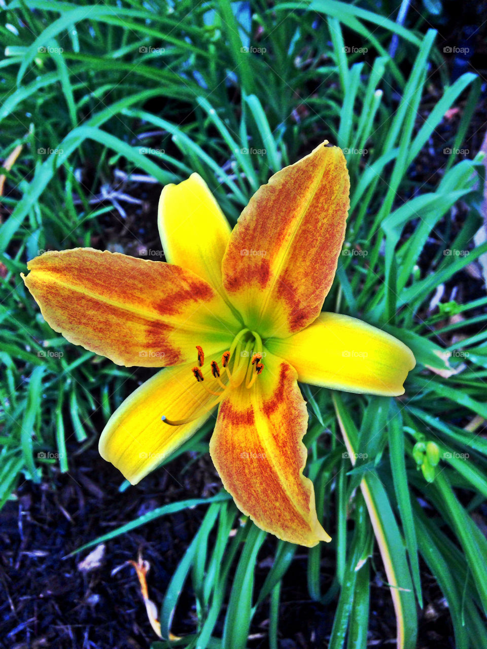 Yellow Lily 
