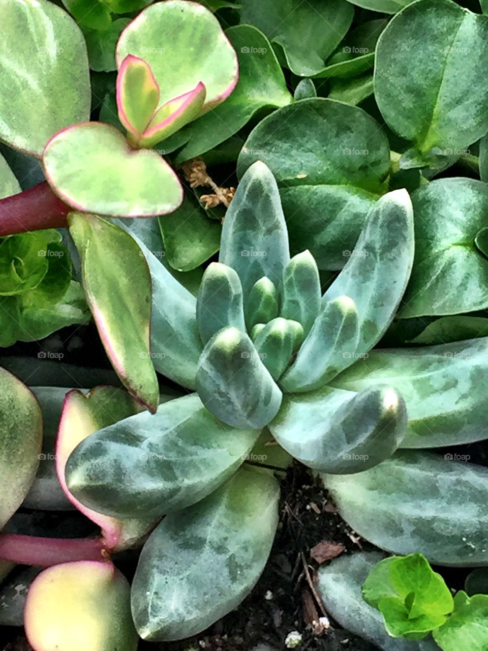 Beautiful Succulent 