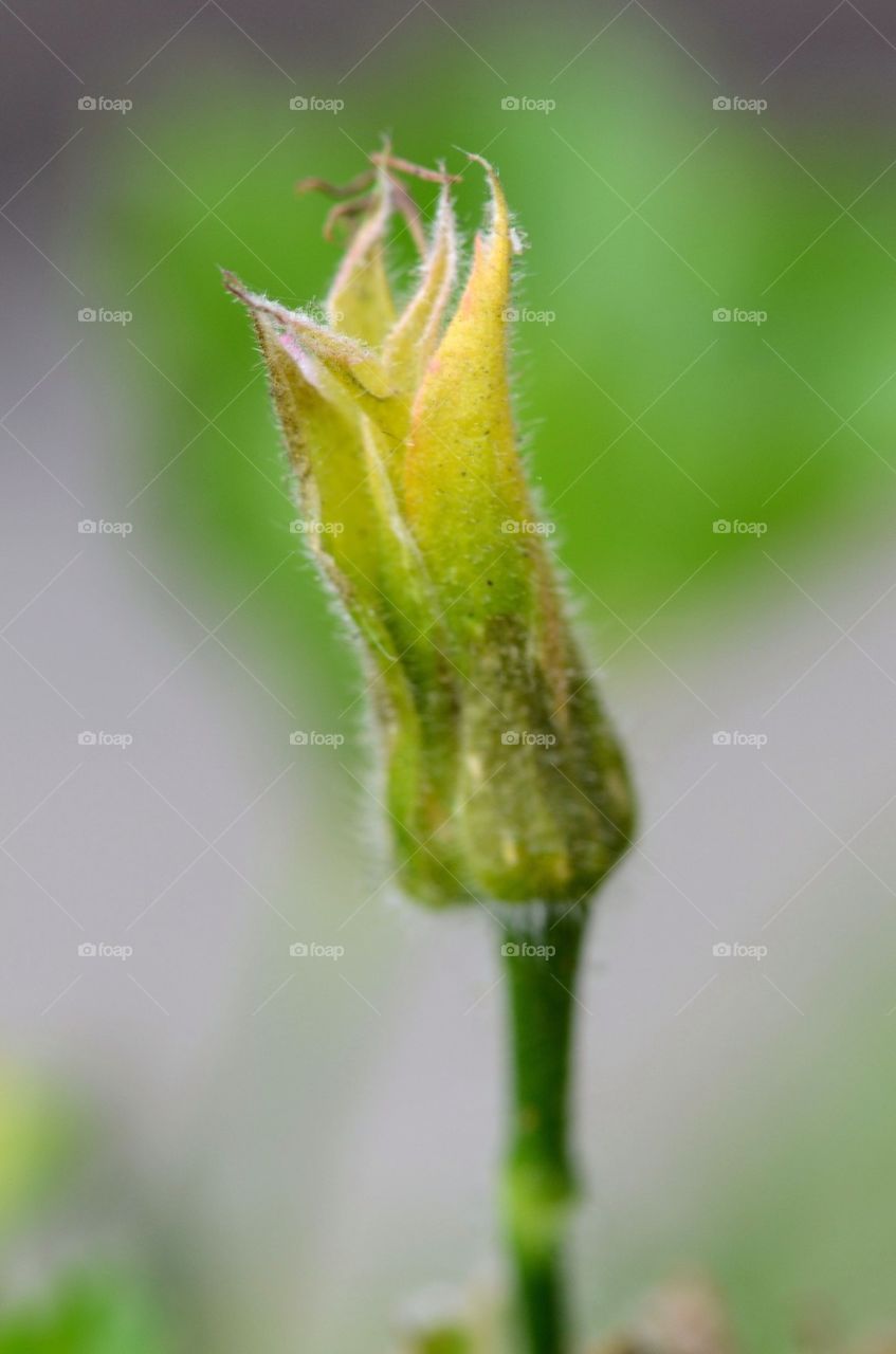 Rest of a flower when leaves are gone.