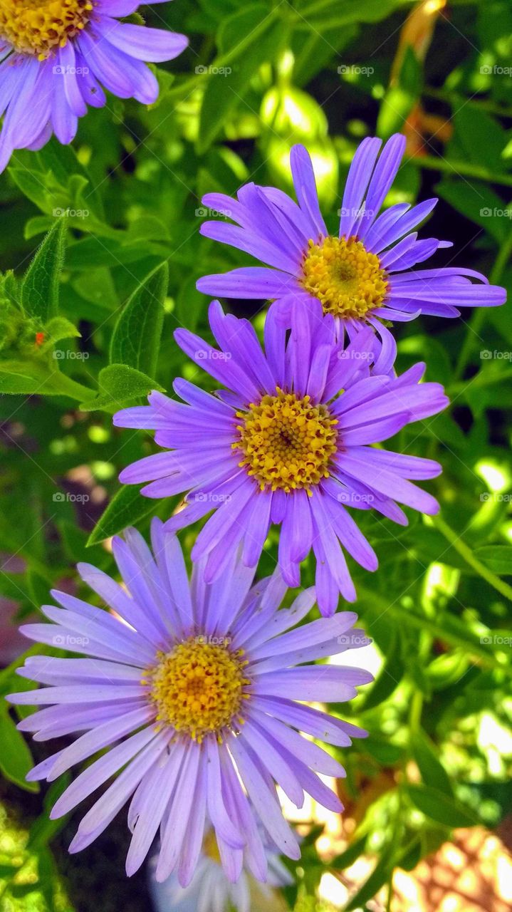 A trio of three purple flowers in summer shade