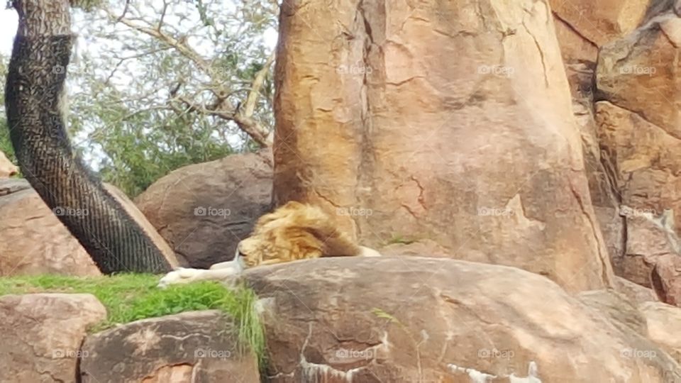 A lion rests peacefully atop the rocks at Animal Kingdom at the Walt Disney World Resort in Orlando, Florida.