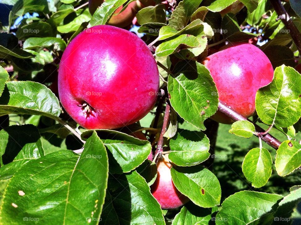 Apple tree with red apples and green leaves.