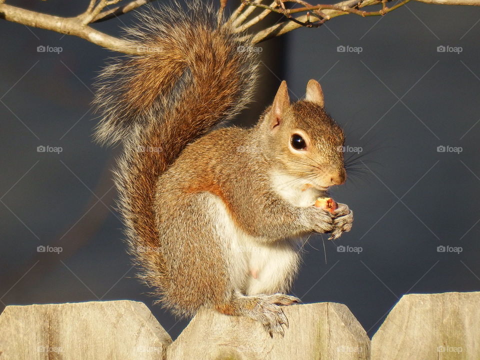 Squirrel sitting on fence and holding a nut
