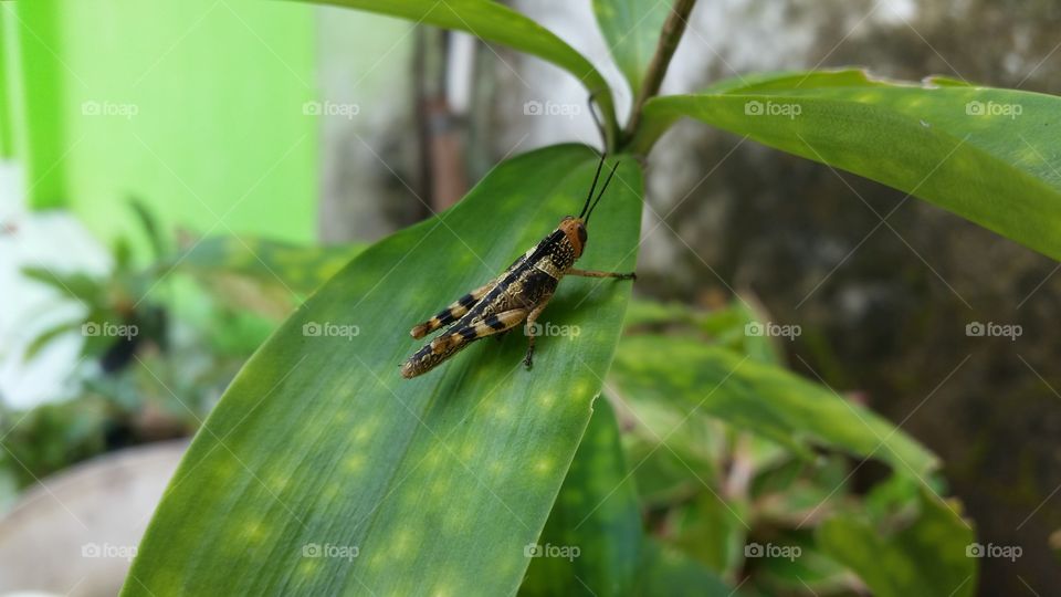 grasshopper on a leaf