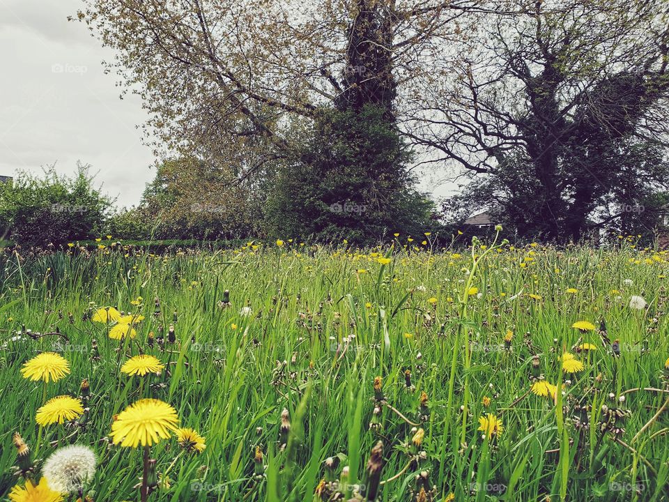 British wildflowers